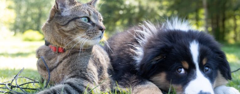 New Trends in Pets Industry in 2023